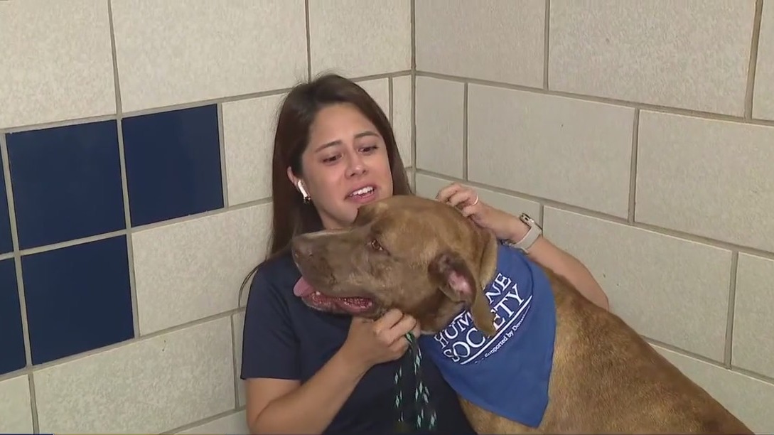 Texas Hill Country pets relocated to Houston after floods