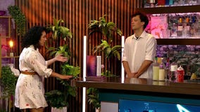 Dating for Status: Are they into you, or your connections?