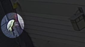 Apartment power outages, isolated Saturday storms, serial burglar, and more | Houston Live & Local: Weekend Edition