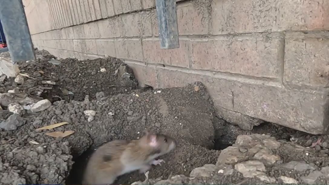 Rats seen at Houston south-side apartment complex