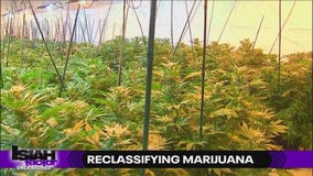 President Trump considers reclassifying marijuana