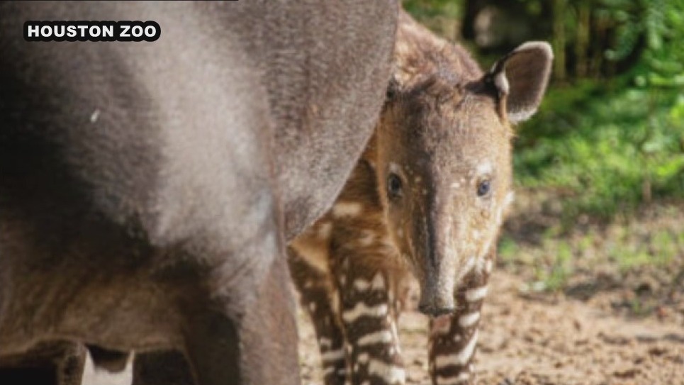 Inmate death investigations, Houston back-to-school party, and more | Houston Live & Local: Weekend Edition