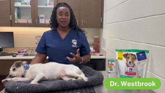 Clear the Shelters | The Pet Pawcast