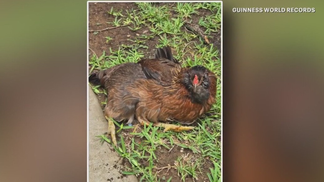 Storm Alert Day, generator safety, and the world's oldest living chicken | Forecasting with Friends