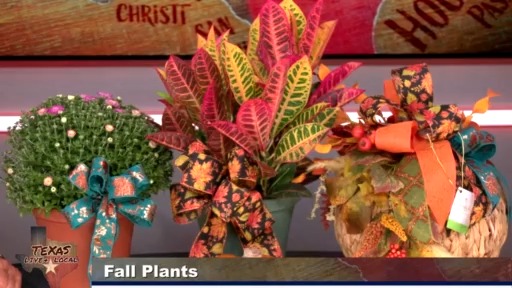 Remembering Hurricane Katrina, Texas special session continues, pumpkins in Houston, and more