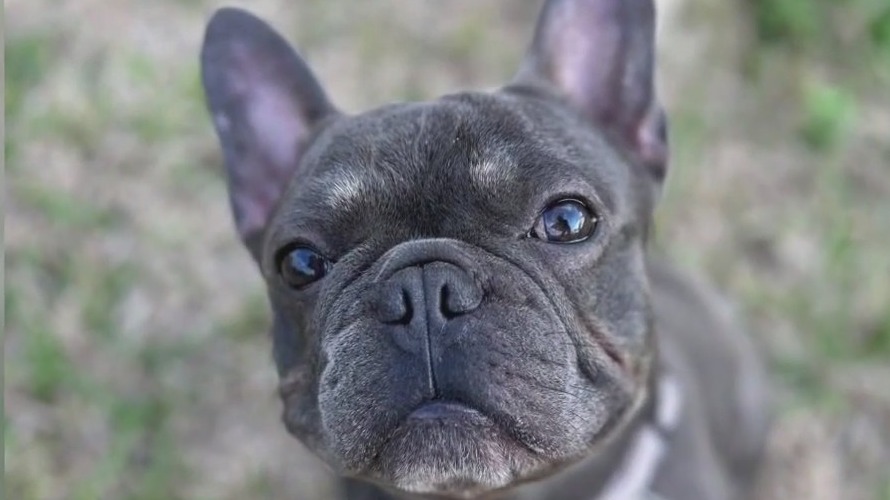 Houston family's dog dies in pet sitter's care