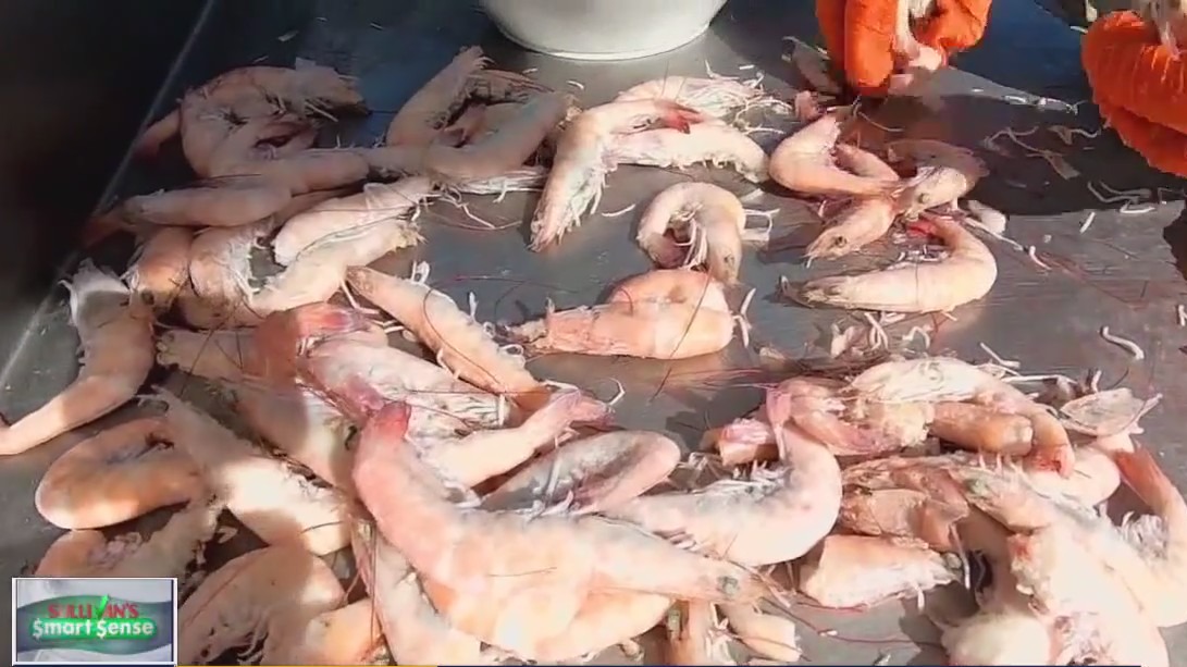 Contaminated shrimp and seafood fraud