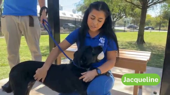 Adopting a Large Dog - The Pet Pawcast