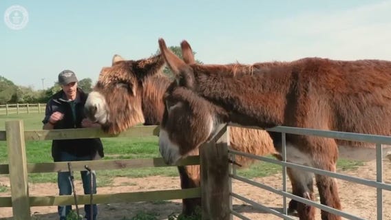 Drought impacting pumpkins, solar panels, giant donkeys, and more | Forecasting with Friends