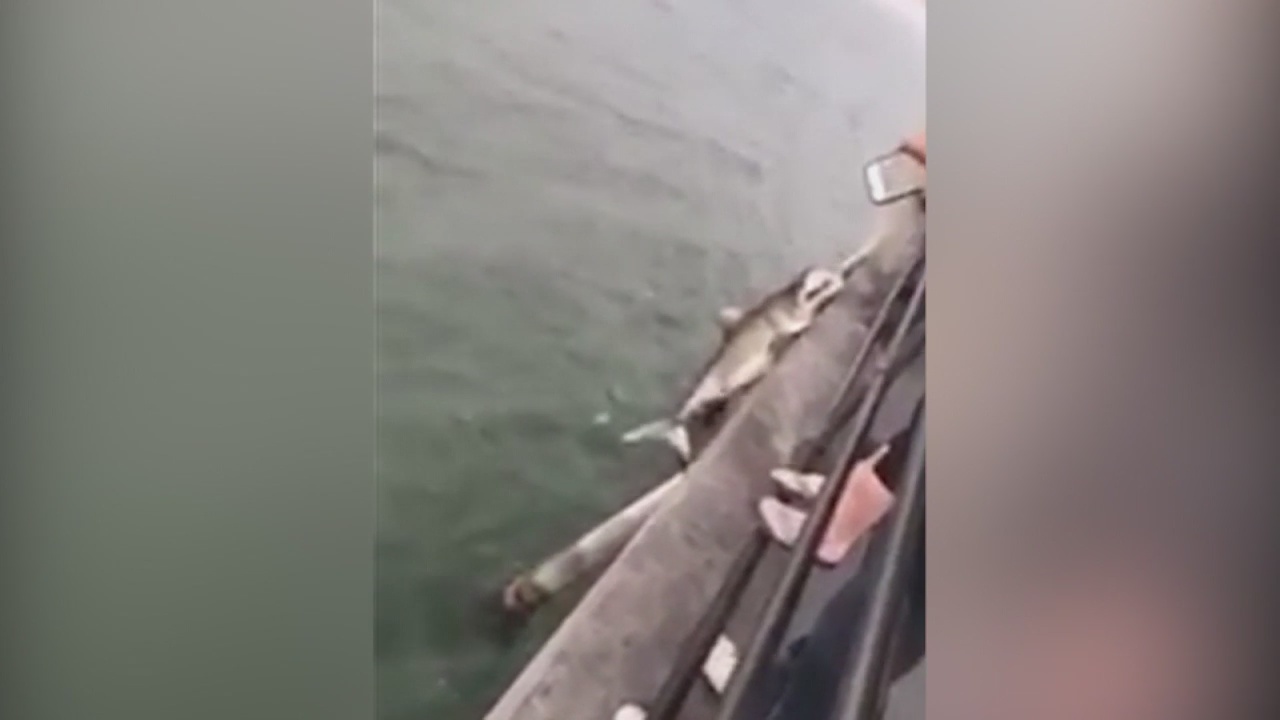 Video of men hooking shark at Huntington Beach Pier sparks state probe