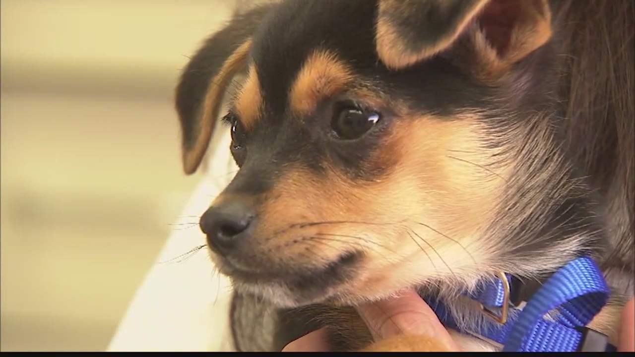 Costa Mesa Dental Staff Rescue Puppy Dumped Behind Office