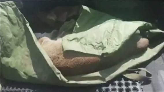 Mountain Lion Captured In Azusa