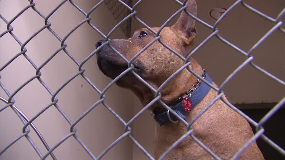 Inland Valley Humane Society busts suspected dog-fighting operation in Ontario