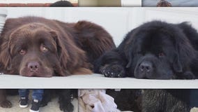 Instagram pet 'influencers' bring in big bucks for owners