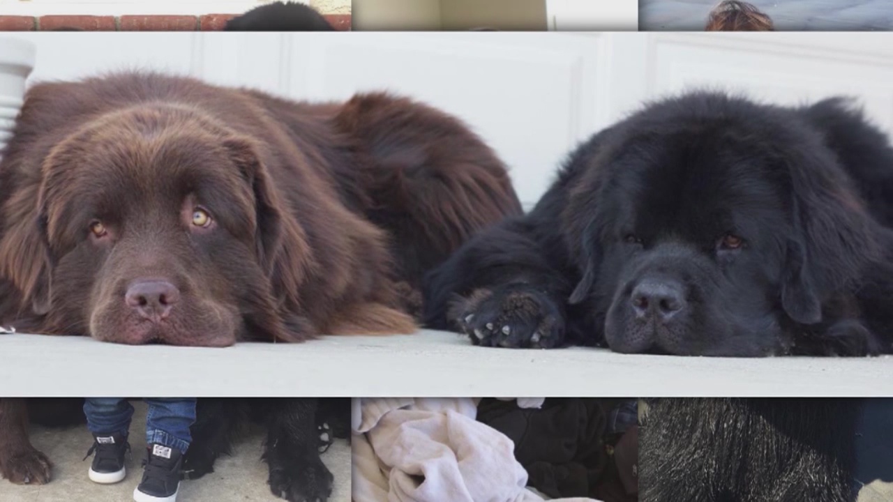 Instagram pet 'influencers' bring in big bucks for owners