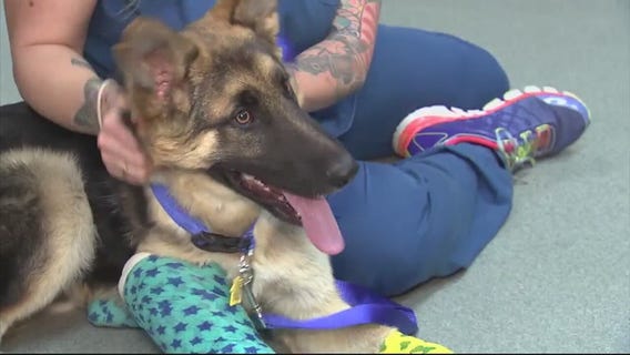 Puppy recovering after found badly hurt on 91 freeway in Corona