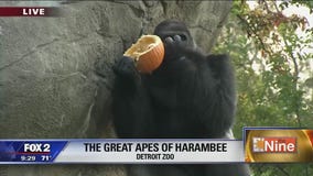 Inside the Great Apes of Harambee at the Detroit Zoo