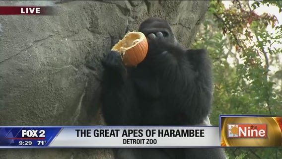 Inside the Great Apes of Harambee at the Detroit Zoo