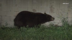 Bear kills dog in La Verne neighborhood