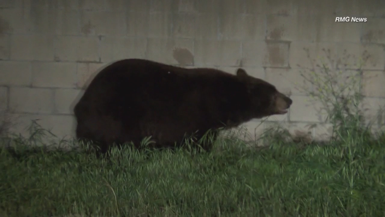 Bear kills dog in La Verne neighborhood