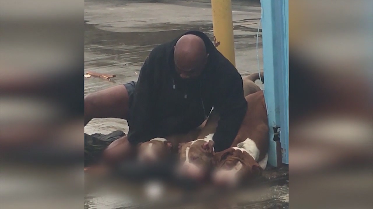 Vicious pit bull attack in downtown L.A.