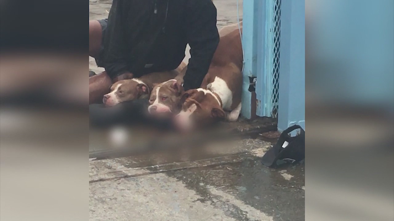 Three pit bulls shot by LAPD officers during attack on man, small dog