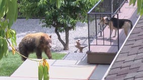 Bear wanders through San Gabriel Valley neighborhood, faces off with dog