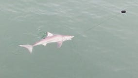 San Clemente beaches closed after more than two dozen shark sightings