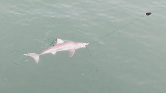 San Clemente beaches closed after more than two dozen shark sightings