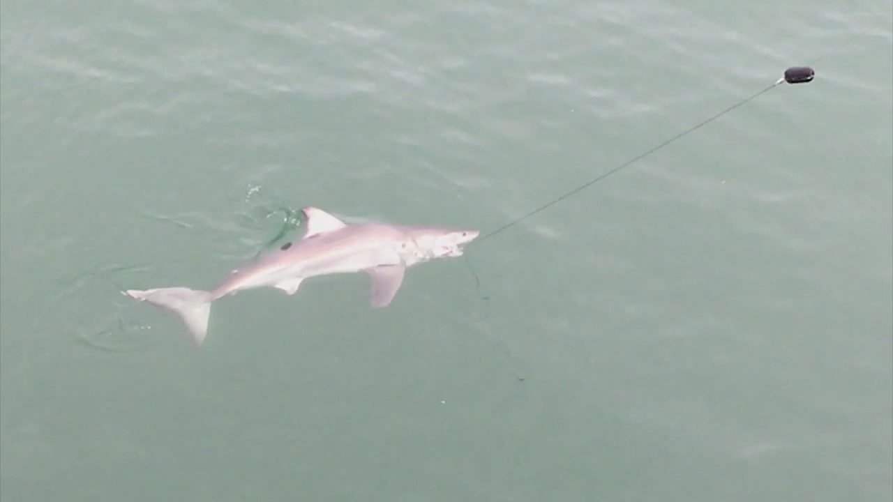 San Clemente beaches closed after more than two dozen shark sightings