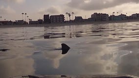 San Clemente beaches closed after more than two dozen shark sightings