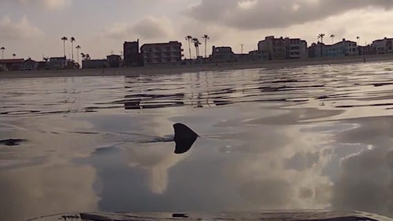 San Clemente beaches closed after more than two dozen shark sightings
