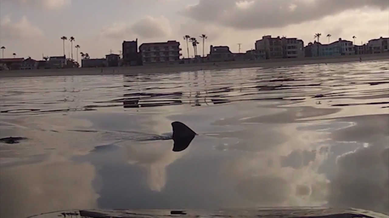 San Clemente beaches closed after more than two dozen shark sightings