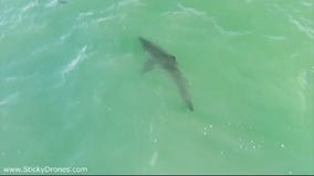 More shark sightings in San Clemente