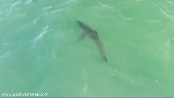 More shark sightings in San Clemente