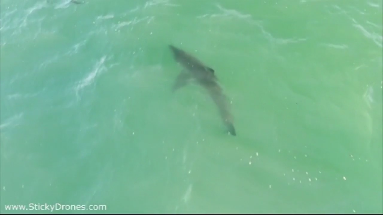 More shark sightings in San Clemente