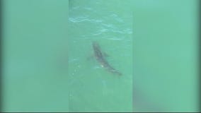 More shark sightings in Orange County