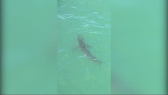 More shark sightings in Orange County