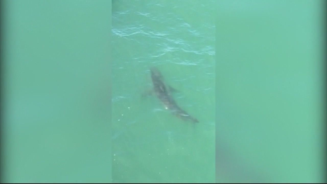 More shark sightings in Orange County