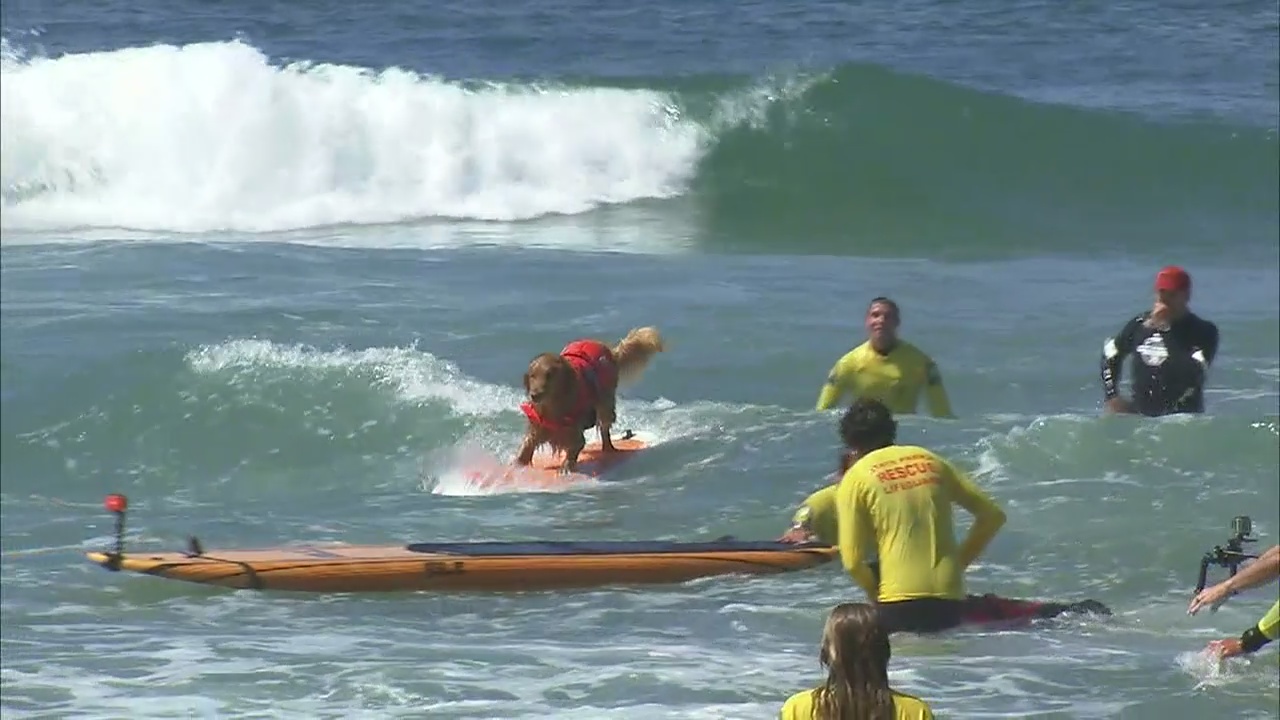Canine athletes surf Huntington Beach waves for Incredible Dog Challenge