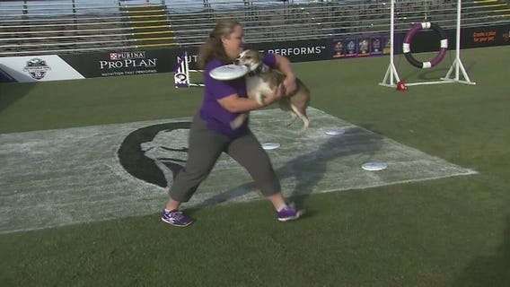 Canine athletes surf Huntington Beach waves for Incredible Dog Challenge