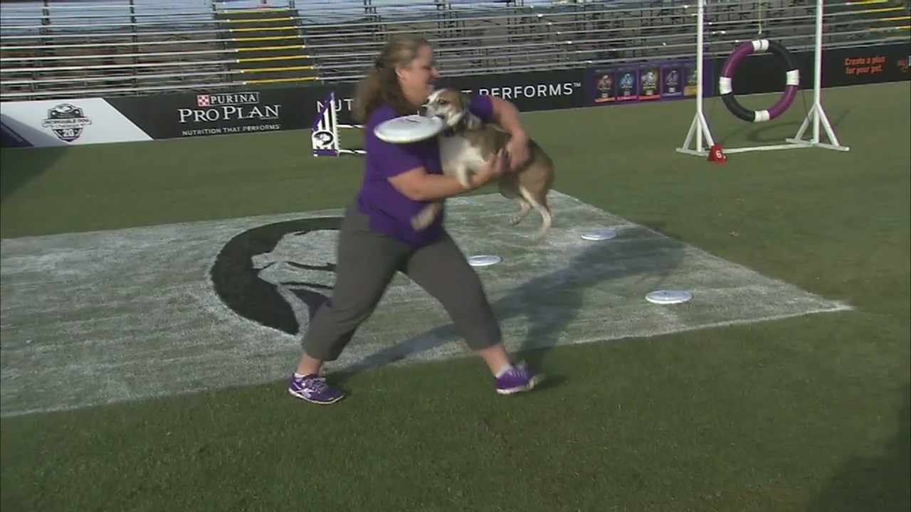 Canine athletes surf Huntington Beach waves for Incredible Dog Challenge