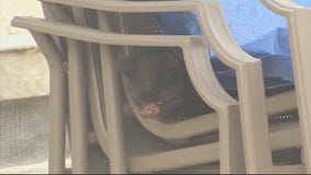 Mutilated cats in La Puente