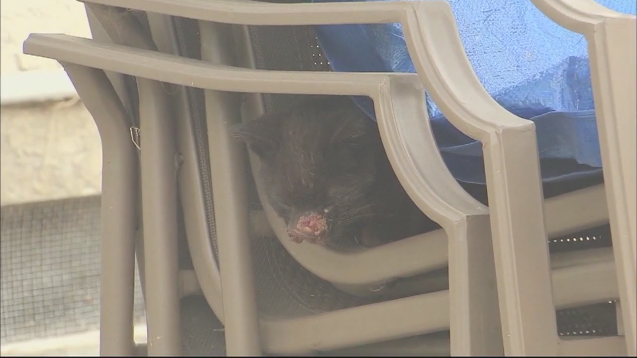 Mutilated cats in La Puente