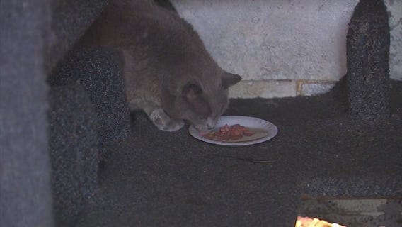 Effort underway to save nonprofit cat sanctuary from eviction