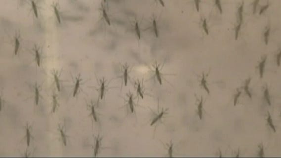 Mosquitoes that carry Zika detected in Long Beach: What you can do