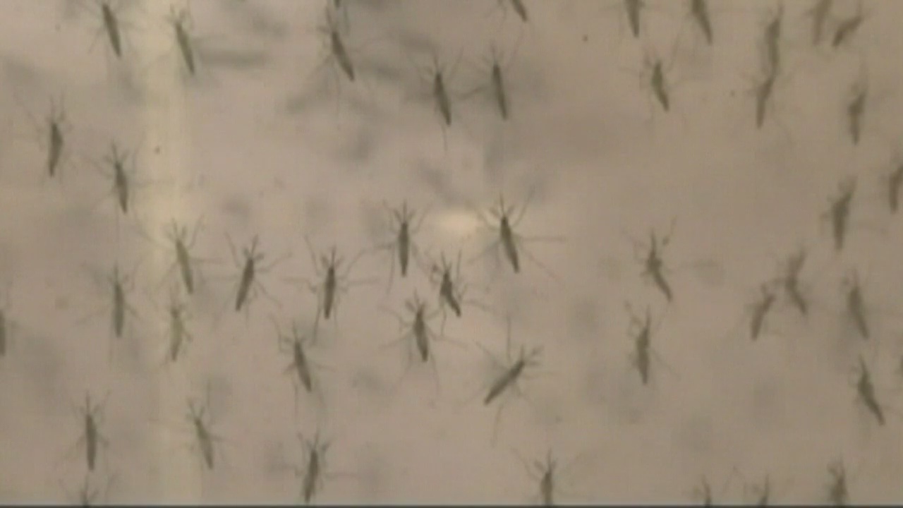 Mosquitoes that carry Zika detected in Long Beach: What you can do