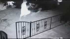 Woman picks up dog toy?