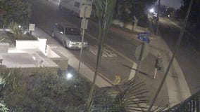 Police seek help in finding sexual predator in Manhattan Beach