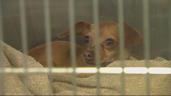 Owner of dog that died in hot car in Ontario pleads not guilty to animal cruelty charges